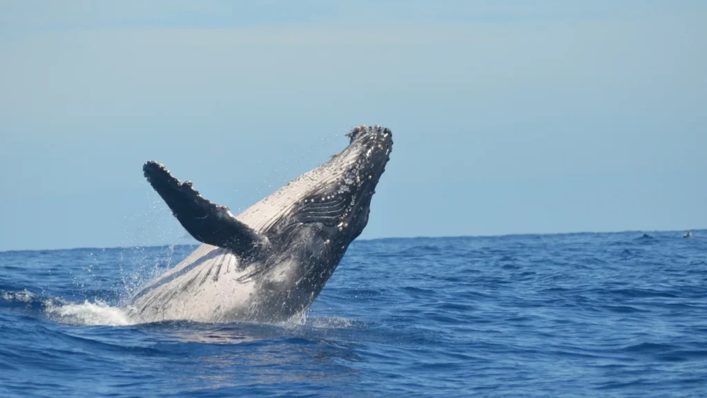 Blue whale safari