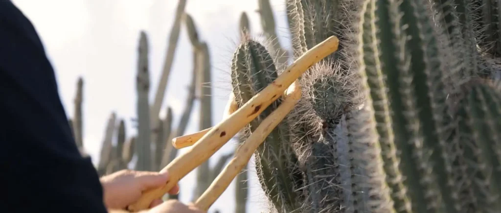 Cadushy distillery