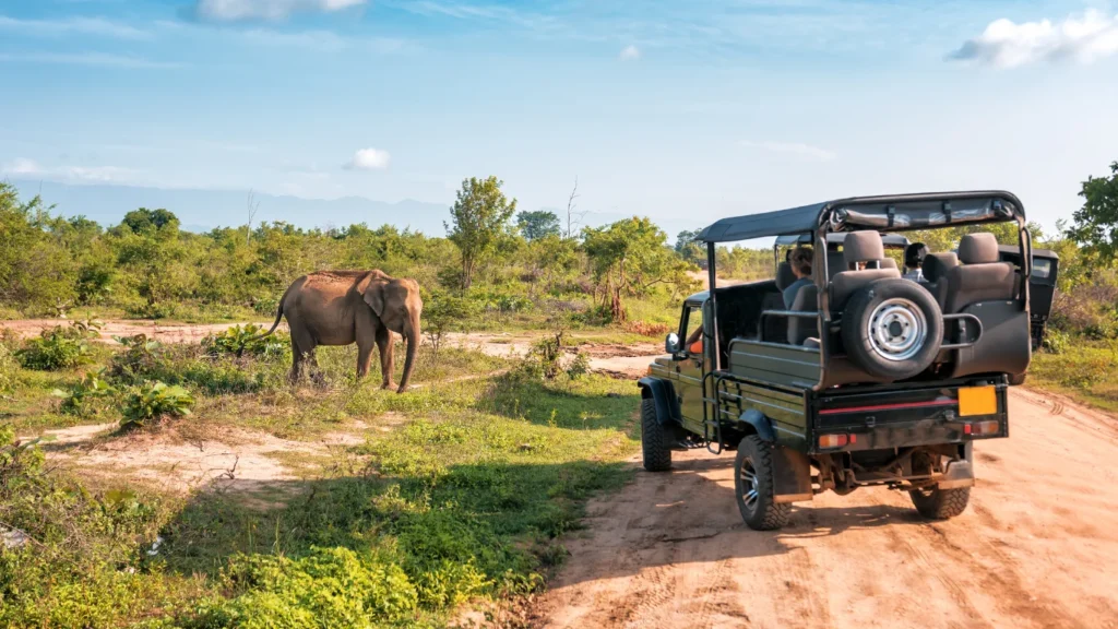 Private game drive