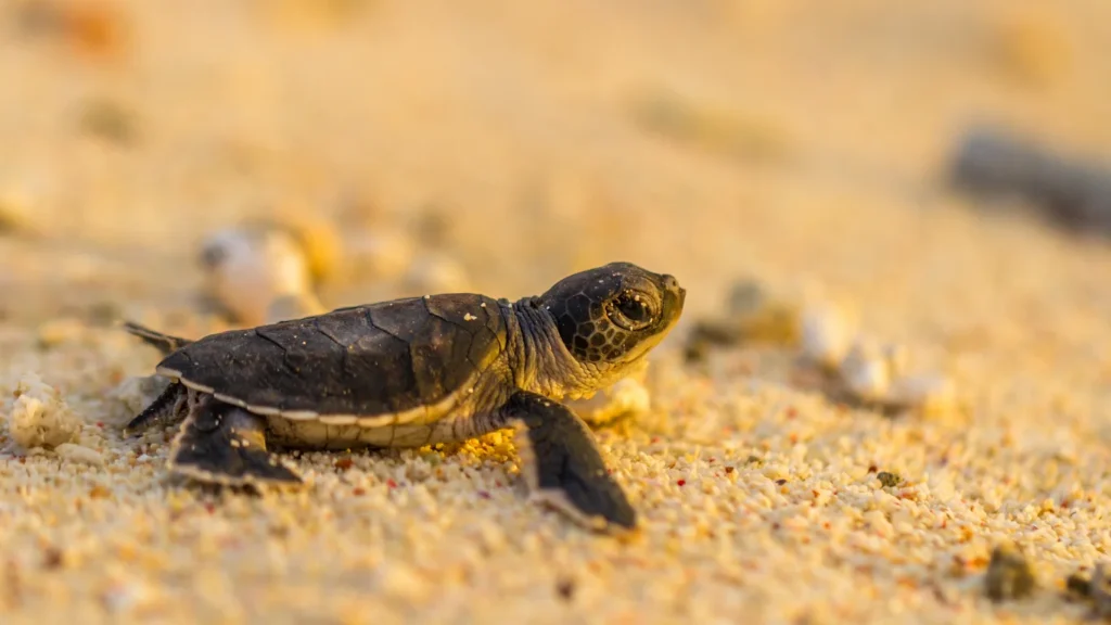 Turtle conservation
