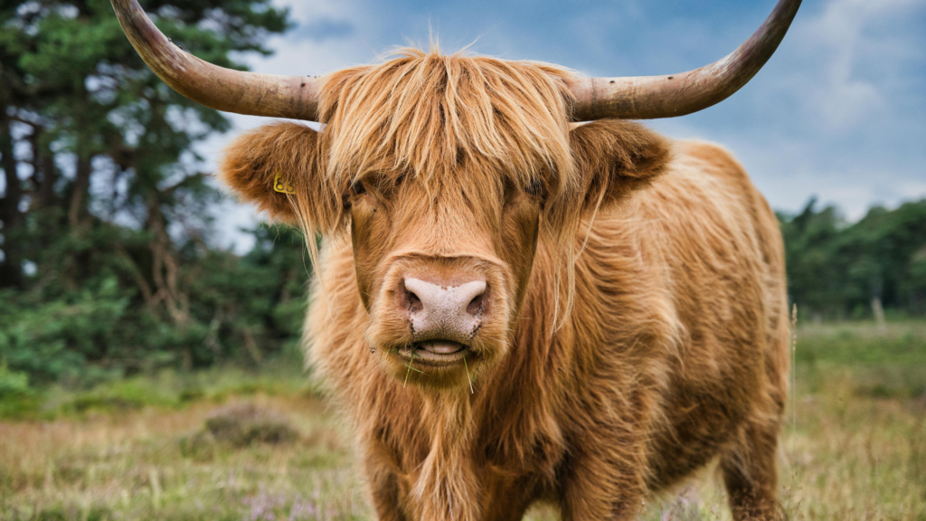 Walk past Highland Cattle