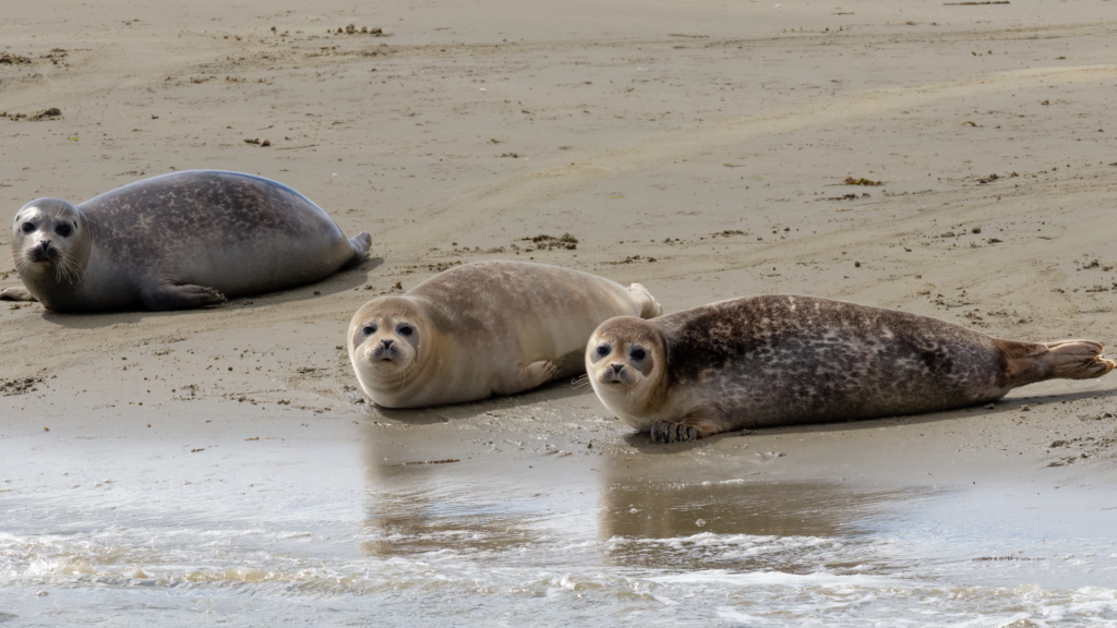 Visit the seals of Pieterburen