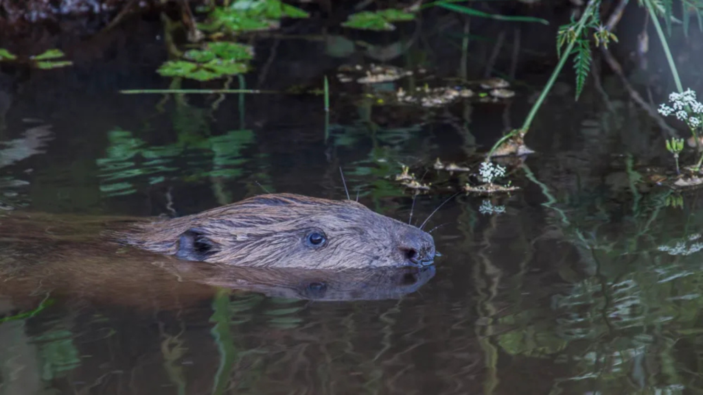 Beaver spotting 